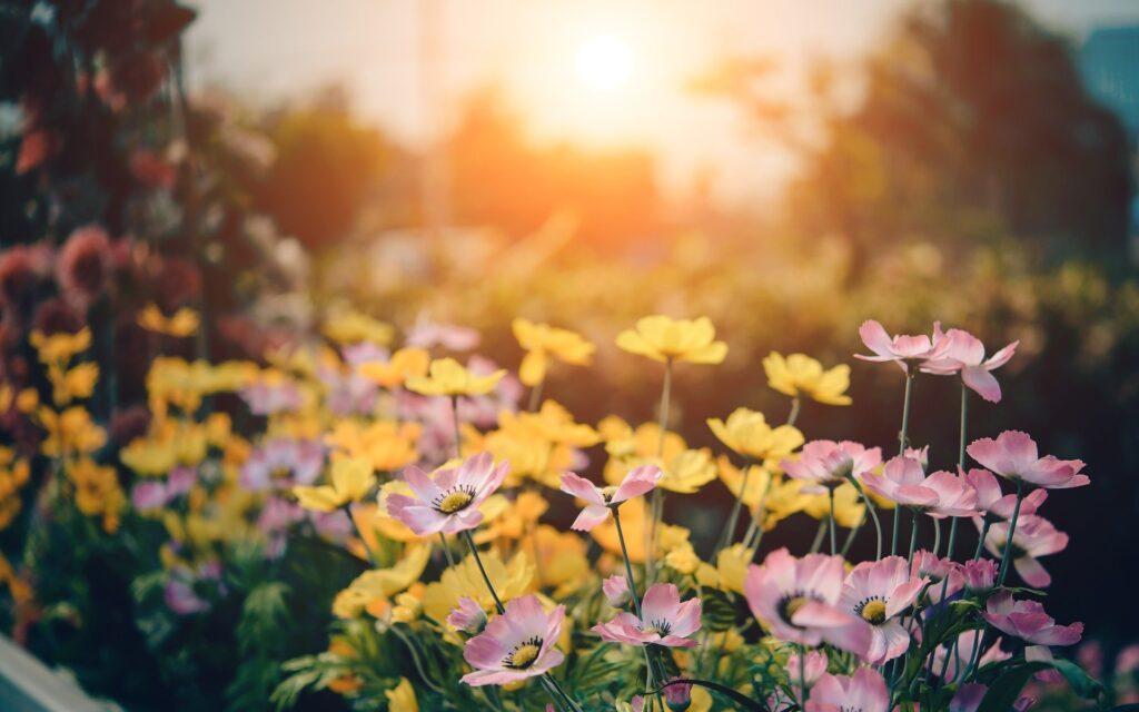 Sonne scheint in den Garten